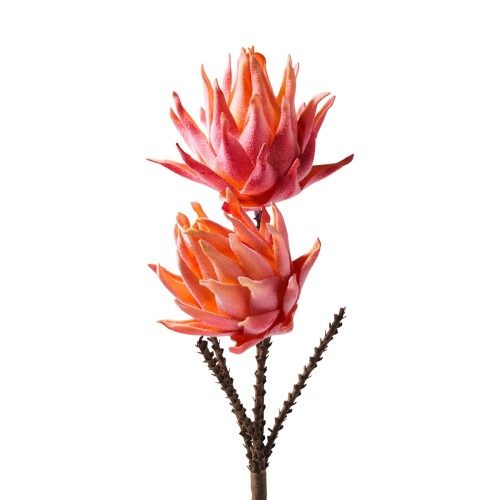 Doppia Protea Rosa ø25 H.80 Cm. Flowers