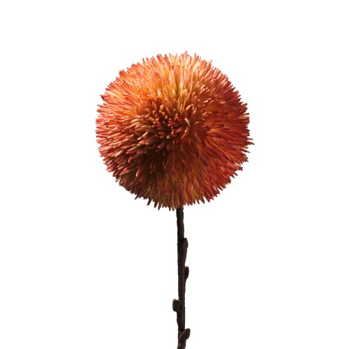 Pom Pom Corallo ø16 H.75 Cm. Flowers