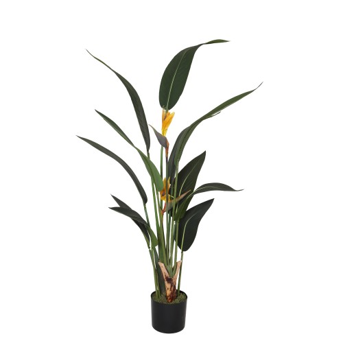 Strelitzia Pianta 153 Cm Con Vasetto