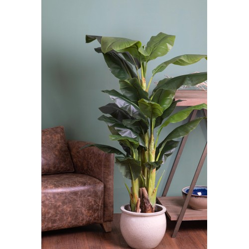 Banano  180 CM 25 Foglie con Vasetto